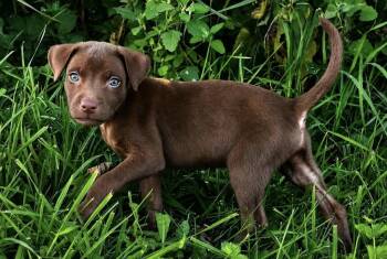 Greg -  Chocolate Labrador Retriever Dog for Adoption in Iron Ridge, Wisconsin - Greg | PetCurious