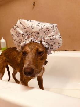 Rescue Mixed Breed Dogs for Adoption in Palm Desert, California - Eve ( Foxy ) | PetCurious