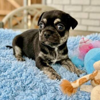 Johnny -  Chug and Poodle Dog for Adoption in Rockwall, Texas - Johnny | PetCurious