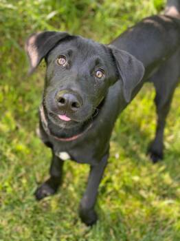 Luka -  Labrador Retriever Dog for Adoption in Decorah, Iowa - Luka | PetCurious
