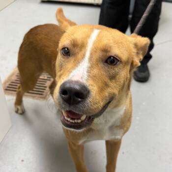 Rescue Mixed Breed Dogs for Adoption in Columbus, Georgia - 10/22/2025-Stray-BuenaVistaRoad-2 | PetCurious