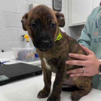 Archer -  Cattle Dog Dog for Adoption in Fairfax Station, Virginia - Archer | PetCurious