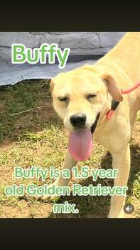 Golden Retriever Dogs Available for Adoption - Buffy | PetCurious