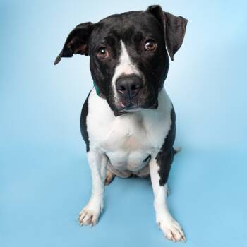 Rescue Mixed Breed Dogs for Adoption in Lake Jackson, Texas - Mona | PetCurious