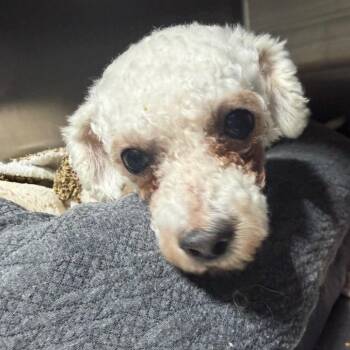 Fleur -  Bichon Frise Dog for Adoption in West Chester, Pennsylvania - Fleur | PetCurious