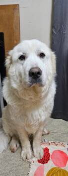 Great Pyrenees Dogs Available for Adoption in Newport, New Hampshire - Mama | PetCurious