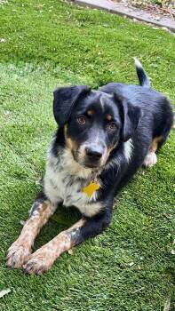Harlow -  Australian Shepherd Dog for Adoption in Salt Lake City, Utah - Harlow | PetCurious