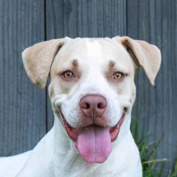 Cherokee -  American Staffordshire Terrier Dog for Adoption in Houston, Texas - Cherokee | PetCurious