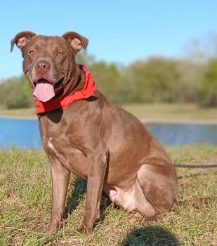 Chocolate Labrador Retriever Dogs Available for Adoption - Brownie - Super Sweet Boy, Loves To Play Fetch! (NH-956241) | PetCurious