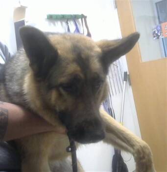 German Shepherd Dog and Mixed Breed Dogs Available for Adoption in Albuquerque, New Mexico - BELLA | PetCurious