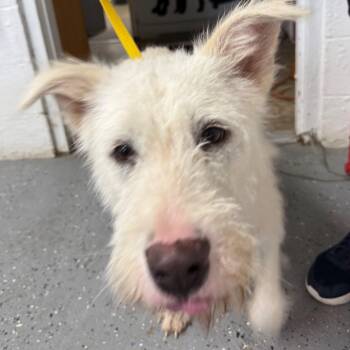 Fiona -  Terrier Dog for Adoption in Lewisburg, Tennessee - Fiona | PetCurious