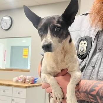Shaquille -  Chihuahua Dog for Adoption in Richmond Hill, Georgia - Shaquille | PetCurious