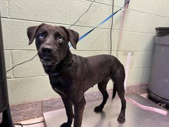 Rescue Labrador Retriever and Mixed Breed Dogs for Adoption in Grand Prairie, Texas - MIDNIGHT | PetCurious
