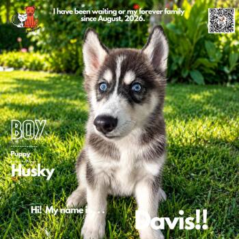 Davis -  Husky Dog for Adoption in Westminster, California - Davis | PetCurious