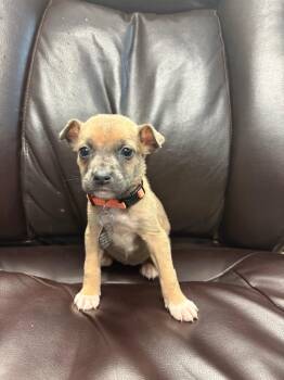 Parton -  Pit Bull Terrier Dog for Adoption in Carson City, Nevada - Parton | PetCurious