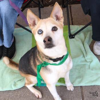 Husky and Beagle Dogs Available for Adoption - Shae | PetCurious