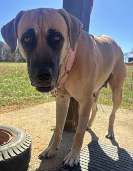 Rescue Great Dane Dogs for Adoption in Suffield, Connecticut - Andrina | PetCurious