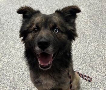 German Shepherd Dog and Siberian Husky Dogs Available for Adoption in Golden, Colorado - Shaw | PetCurious