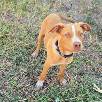 Oliver -  Mixed Breed Dog for Adoption in Plainfield, Connecticut - Oliver | PetCurious