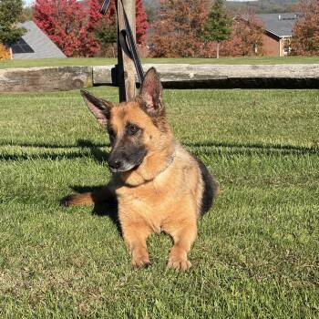 Pearl -  German Shepherd Dog Dog for Adoption in Thibodaux, Louisiana - Pearl | PetCurious
