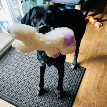 Black Labrador Retriever Dogs Available for Adoption - Ivy | PetCurious