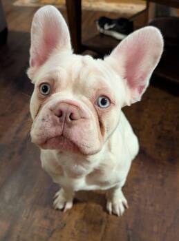 Butters -  French Bulldog Dog for Adoption in Toronto, Ontario - Butters | PetCurious