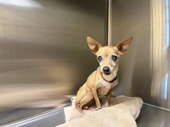 GRACIE -  Chihuahua Dog for Adoption in Tustin, California - GRACIE | PetCurious