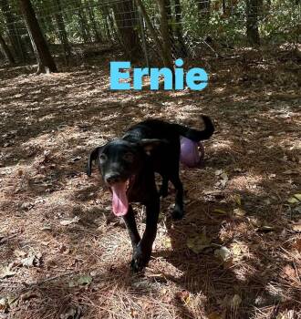 Ernie -  Black Labrador Retriever Dog for Adoption in Pine Bluff, Arkansas - Ernie | PetCurious