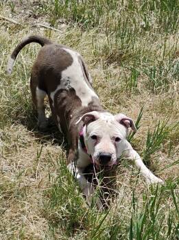 American Staffordshire Terrier Dogs Available for Adoption in Cortez, Colorado - Callie | PetCurious