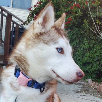 Husky Dogs Available for Adoption - Popper | PetCurious