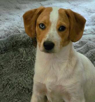 Willy -  Beagle and Corgi Dog for Adoption in Longview, Texas - Willy | PetCurious