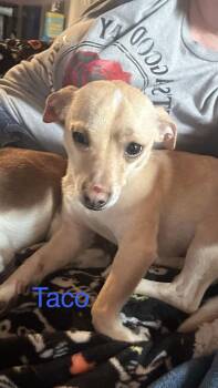Chihuahua Dogs Available for Adoption - Taco | PetCurious