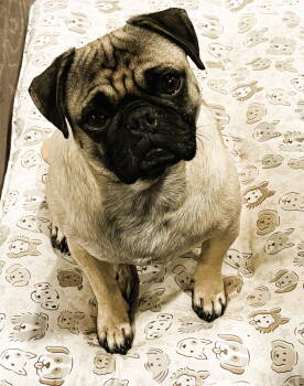 Rescue Pug Dogs for Adoption in Pelham, Massachusetts - Casey | PetCurious
