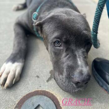Gracie -  Cane Corso Dog for Adoption in Manchester, Pennsylvania - Gracie | PetCurious