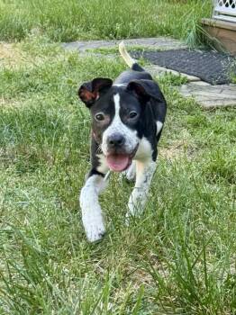 Pit Bull Terrier and Mixed Breed Dogs Available for Adoption in Fredericksburg, Virginia - Raven | PetCurious