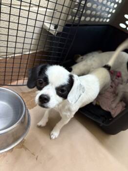 Rescue Chihuahua Dogs for Adoption in Kennewick, Washington - Honey | PetCurious