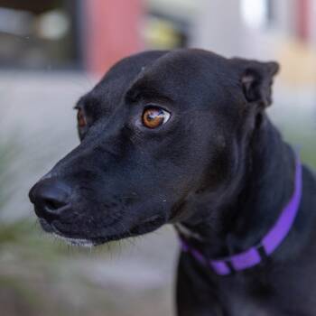 Lovebug -  Mixed Breed Dog for Adoption in Palm Springs, California - Lovebug | PetCurious