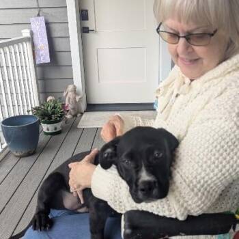 Hound and Pit Bull Terrier Dogs Available for Adoption in Friendswood, Texas - Ducky Is All About LOVE | PetCurious