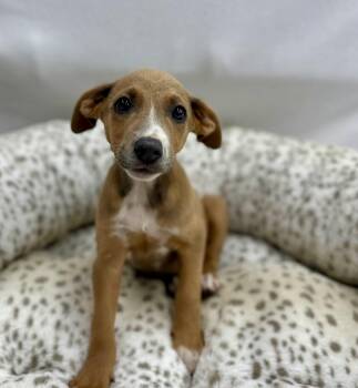 Starbucks: Chai Tea Latte -  Coonhound Dog for Adoption in Palo Alto, California - Starbucks: Chai Tea Latte | PetCurious