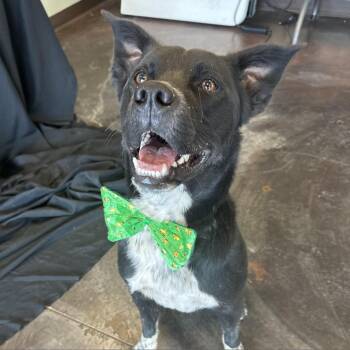 Rocky -  Black Labrador Retriever and Australian Cattle Dog Blue Heeler Dog for Adoption in Rifle, Colorado - Rocky | PetCurious