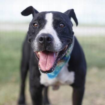 KING GARCIA -  Pit Bull Terrier and Bull Terrier Dog for Adoption in San Antonio, Texas - KING GARCIA | PetCurious