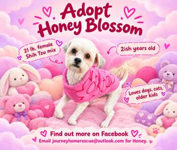 Honey blossom -  Shih Tzu Dog for Adoption in East Wenatchee, Washington - Honey Blossom | PetCurious