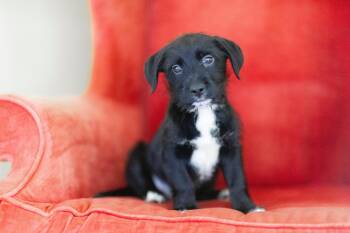Rescue Mixed Breed Dogs for Adoption in Cranston, Rhode Island - CHARLES | PetCurious