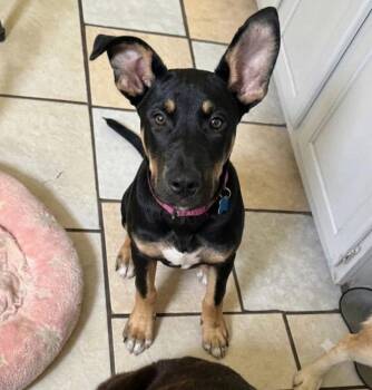 Nyx -  Shepherd and Terrier Dog for Adoption in Bloomfield, Connecticut - Nyx | PetCurious