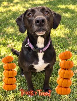 Bella -  Black Labrador Retriever and Labrador Retriever Dog for Adoption - Bella | PetCurious