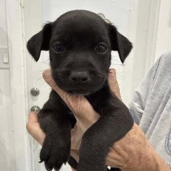 Scoop -  Chihuahua and Mixed Breed Dog for Adoption in Sacramento, California - Scoop | PetCurious