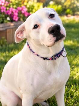 Faye -  Pit Bull Terrier and Labrador Retriever Dog for Adoption in Mclean, Illinois - Faye | PetCurious