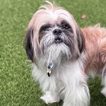Casey Your New Best Friend -  Shih Tzu Dog for Adoption in Houston, Texas - Casey Your New Best Friend | PetCurious