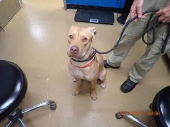KAYLA -  Pit Bull Terrier and Mixed Breed Dog for Adoption in St. Peters, Missouri - KAYLA | PetCurious
