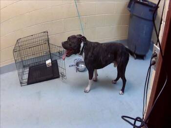 HAMMER -  Pit Bull Terrier and Mixed Breed Dog for Adoption in Tulsa, Oklahoma - HAMMER | PetCurious